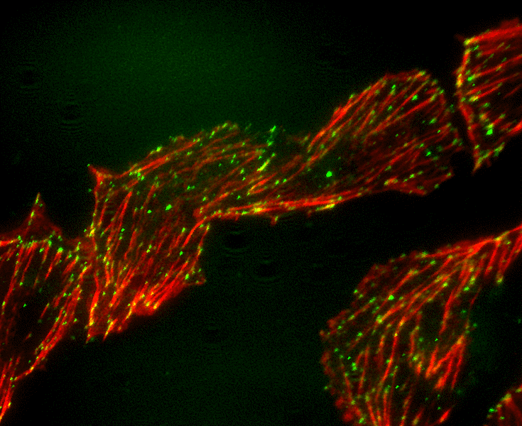 Cell Culture CHO Cells Cells Communicated